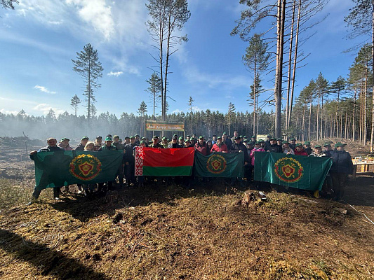 Налоговые органы Витебщины внесли вклад в восстановление леса